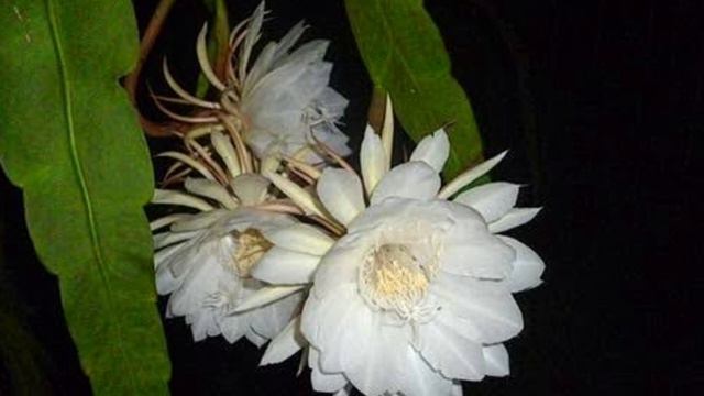 25 Amazing Flower Facts смотреть онлайн