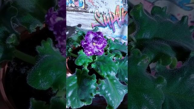 Фиалка АВ Озерная фея смотреть онлайн