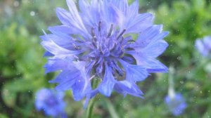 Как Выращивать Васильки Дома