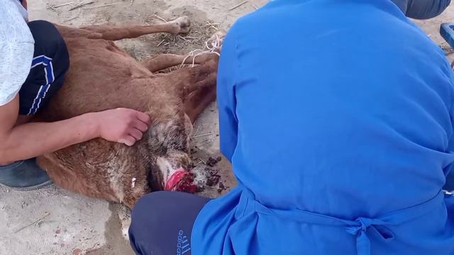 Прямая кишка#Vlog-4. смотреть онлайн