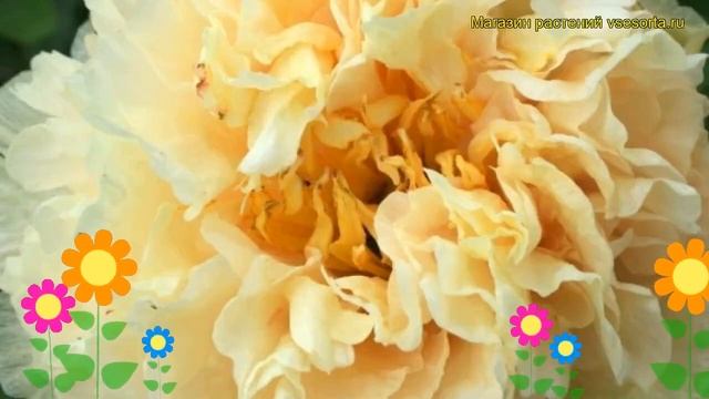 Пион молочноцветковый Санни Герл. Краткий обзор, описание paeonia lactiflora Sunny Girl смотреть онлайн