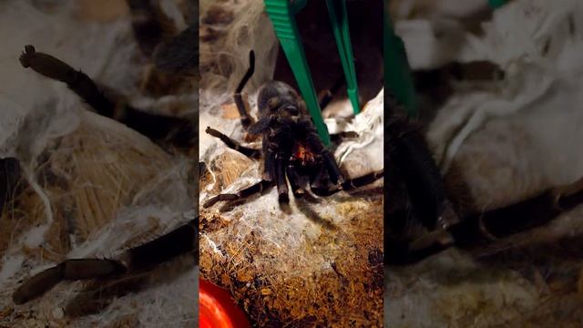 Паук-птицеед, если что, то он не лёг линять.