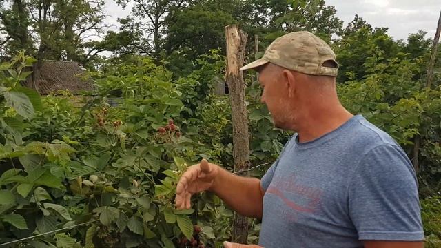 Небеса Могут Подождать летний сорт ежевики смотреть онлайн