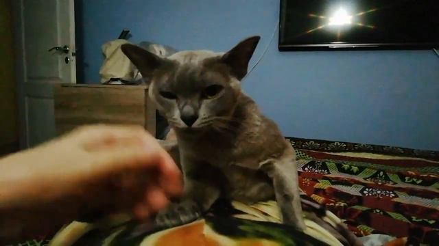 Не слушается, считает, что это её место. Кошка Фифи. смотреть онлайн
