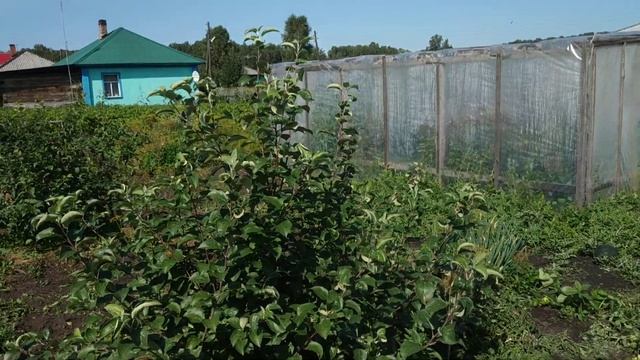 Сибирские яблоки 2019г. Проверенные сорта яблонь для Сибири. смотреть онлайн