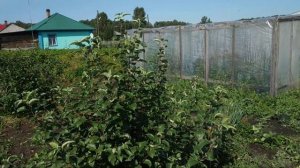 Сибирские яблоки 2019г. Проверенные сорта яблонь для Сибири.