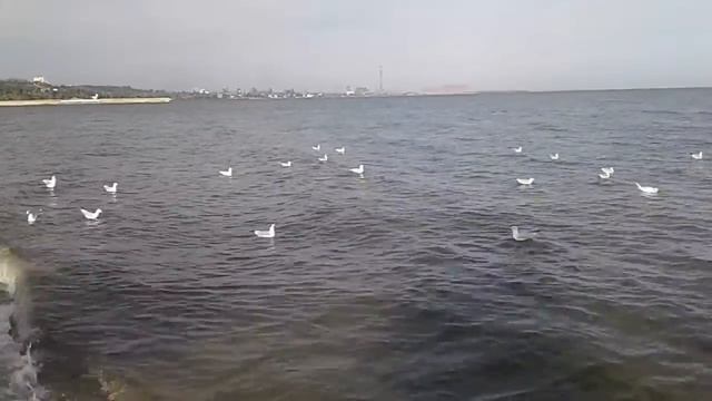 ЧАЙКИ НА МОРЕ . смотреть онлайн