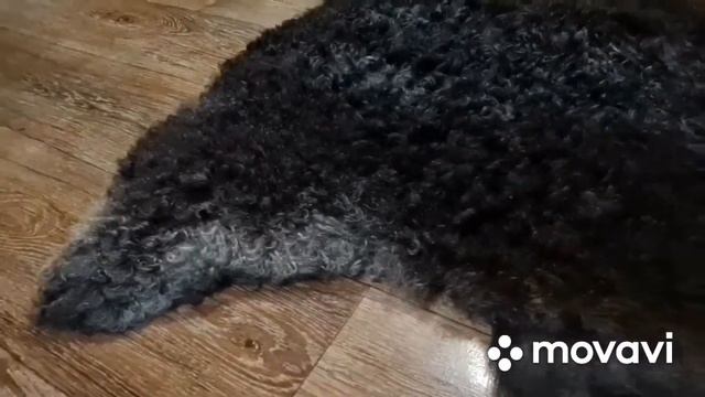 ОВЕЧЬЯ ШКУРА С ОРИГИНАЛЬНЫМ КУЧЕРЯВЫМ МЕХОМ (КОД: 4448) смотреть онлайн