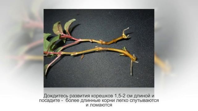 ФУКСИЯ размножение семенами. Размножение фуксии черенками смотреть онлайн
