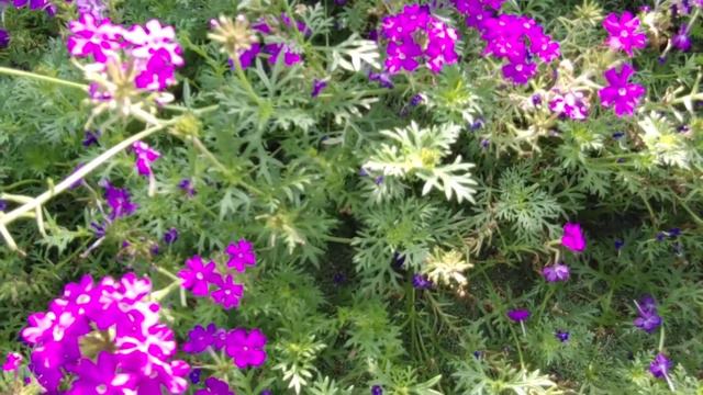 파라솔버베나 - 가을까지 꽃이 피는 장기개화, 지피 식물 смотреть онлайн