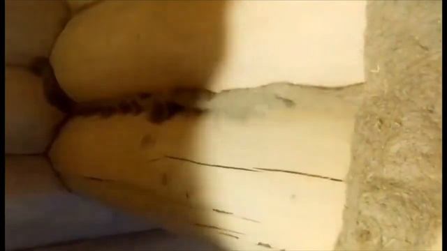 Как правильно конопатить сруб джутом смотреть онлайн