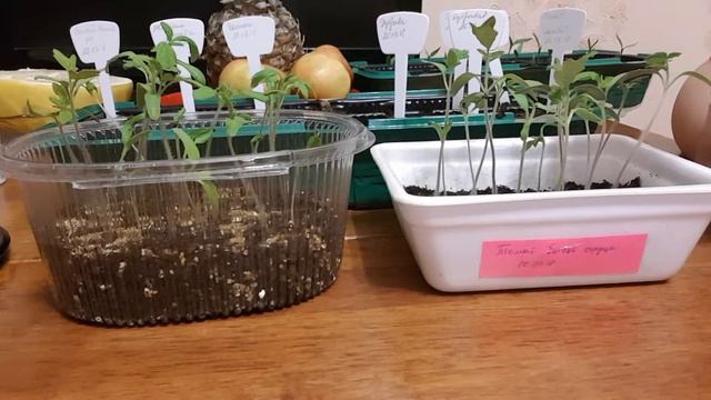 Обзор рассады перца и мой выбор томатов на 2018 год