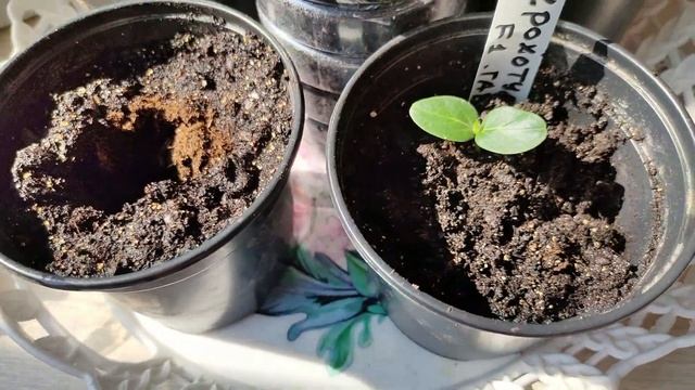 207. Секретный ингредиент добавлю в горшок с огурцами! Огурцы пересаживаем! Супер способ не подвёл! смотреть онлайн