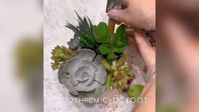DIY! Сделай сам: Сад суккулентов. смотреть онлайн