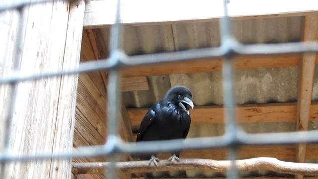 Говорящий Ворон Яшка смотреть онлайн