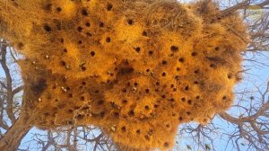 Что, если проглотить шершня и он вас ужалит?