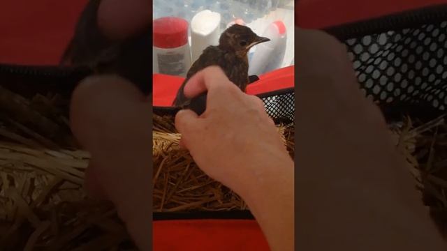 Fledgling Blackbird. Learning to fly and eat on it own смотреть онлайн