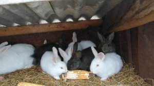 Моё хозяйство, помесь кроликов, Белый панон и Фландер
