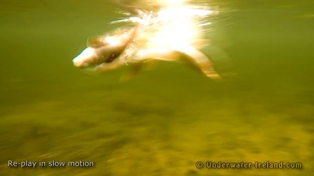 Fishing wt dead baits: roach vs perch, pike attack underwater. Рыбалка щука атаки: плотва или окунь смотреть онлайн