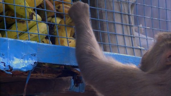 Home Hunters - Monkey Thieves S2 6/13 - Go Wild