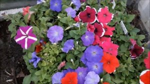 Рассада многоцветковой, кустовой петунии серии Лимбо,Мамбо.Петуния сорт МАМБО,ЛИМБО,ТРИТУНИЯ