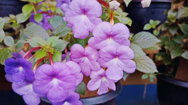 ACHIMENES PLANTS AND VARIETIES IN DETAILS смотреть онлайн