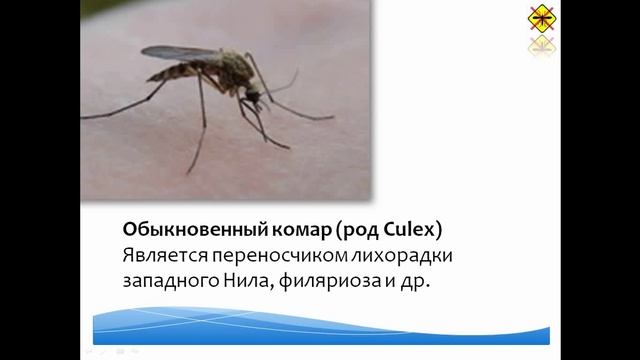 Комары - Биологическая угроза смотреть онлайн