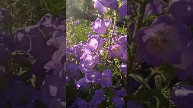 китайский сервиз кодокольчик смотреть онлайн