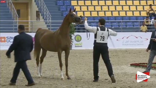 N.79 FS VENEZUELA - Sharjah 2016 - 3 years old Fillies (Class 4) смотреть онлайн