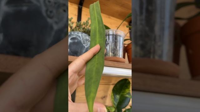 Обзор коллекции растений смотреть онлайн