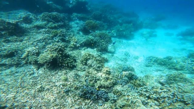 Bali_West Bali National Park смотреть онлайн