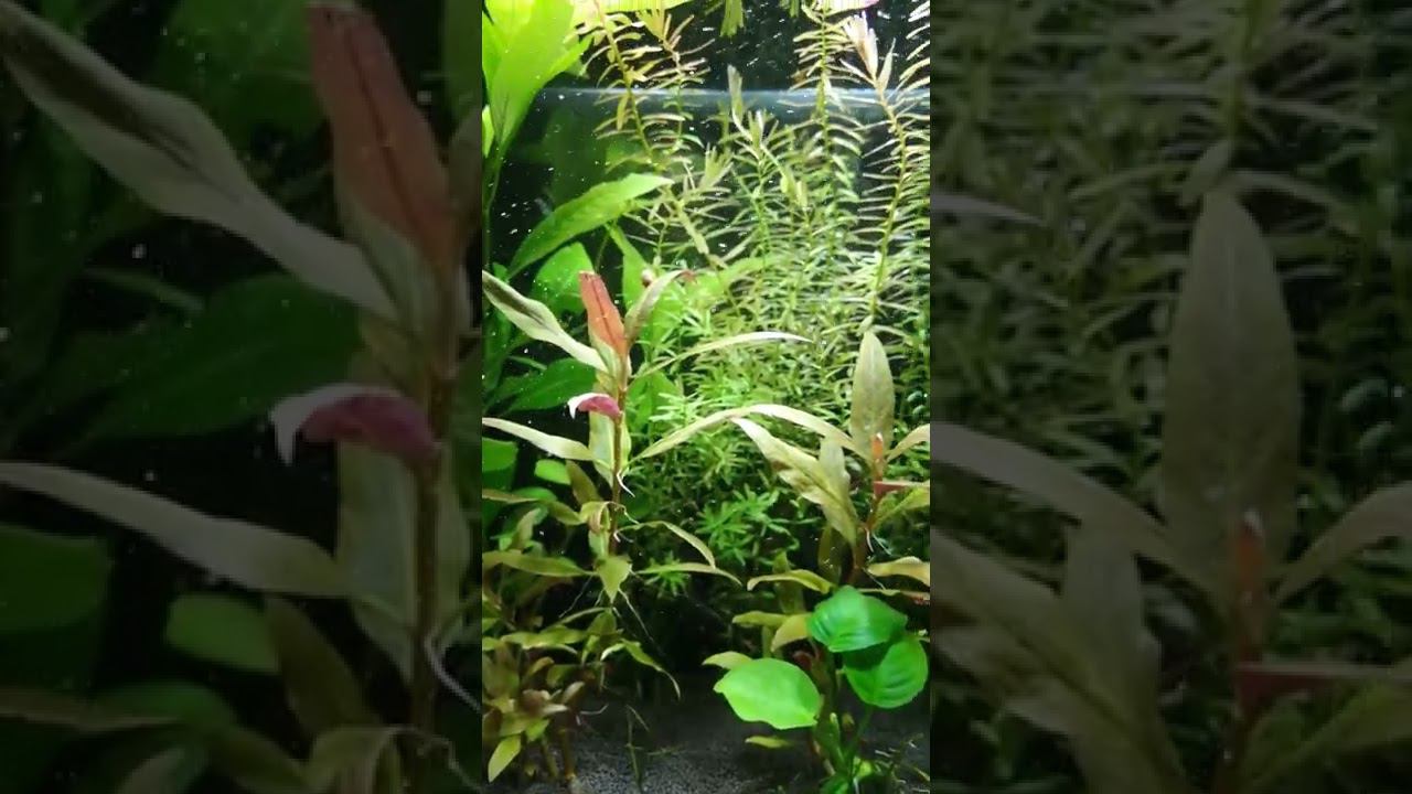 Каких рыбок я все таки купил !? смотреть онлайн