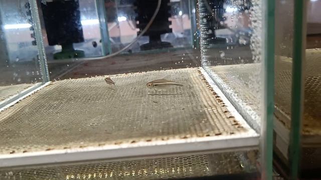 Неонов на нерест.