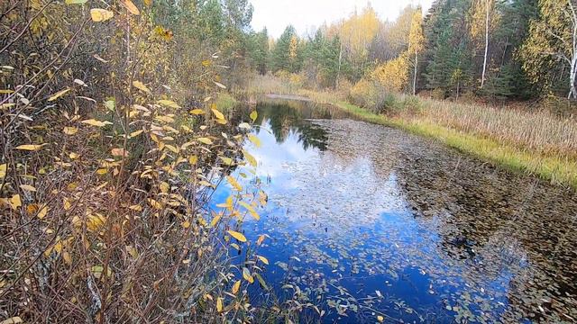 СЕРЕДИНА ОКТЯБРЯ,ПРОГУЛКА В ЛЕС. #лес #грибы #прогулка. смотреть онлайн