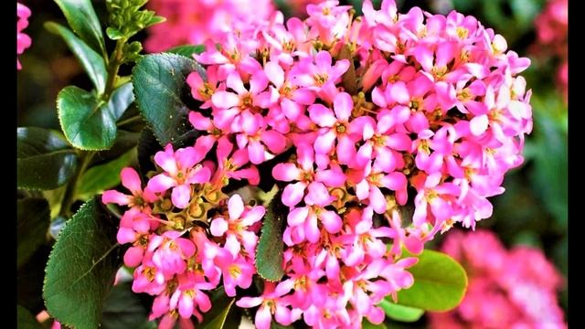 Вечнозеленый Ароматный Кустарник ЦВЕТЕТ ВСЕ ЛЕТО до ХОЛОДОВ смотреть онлайн