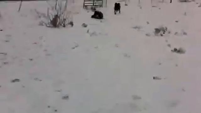 Maverick in the snow смотреть онлайн