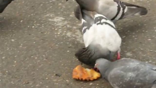 Воробьи и голуби. смотреть онлайн