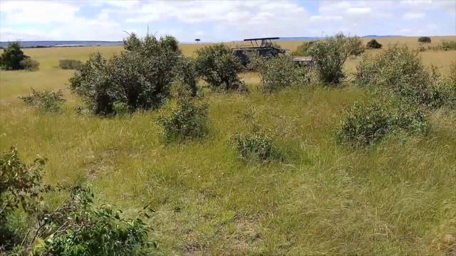 Kenya Travel - Masai Mara National Reserve смотреть онлайн