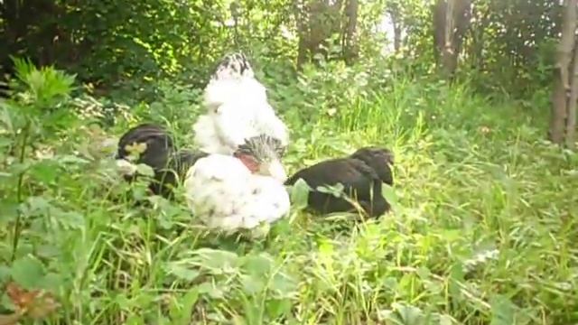 КУРЫ Брама,Кохинхин,Виандот ЛПХ "Ко-ко-ко"® смотреть онлайн