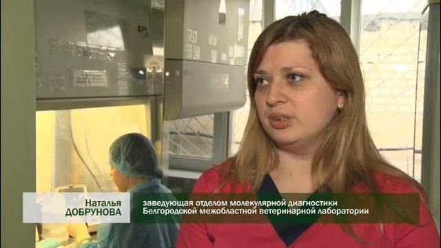 О задержании в Белгородской области 10 тонн сала неизвестного происхождения смотреть онлайн