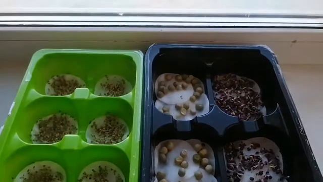 Как и когда всходит МИКРОЗЕЛЕНЬ / Как выглядят проростки микрозелени смотреть онлайн