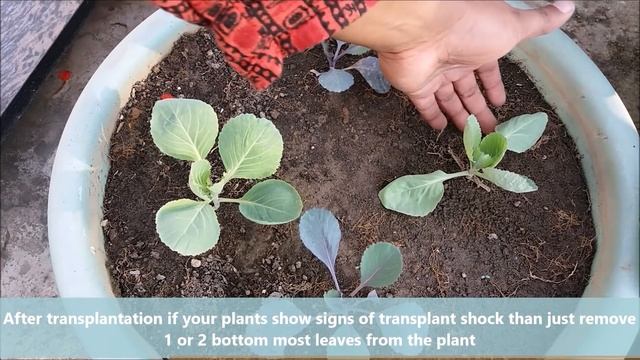 Grow Cabbage From Seeds | SEED TO HARVEST смотреть онлайн