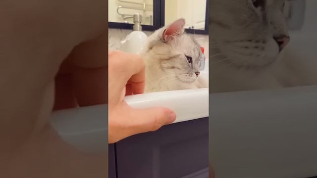 Как успокоить кота. смотреть онлайн