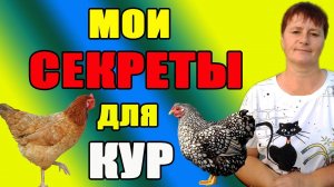 Мои секреты для кур несушек. Как подготовить кур к зиме.