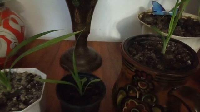 Комнатные цветы.Удивительные панданус и юкка. смотреть онлайн