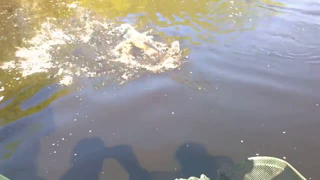 рыбалка,щука,темный лес... смотреть онлайн