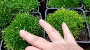 Мшанка или ирландский мох - особенности, условия роста, применение