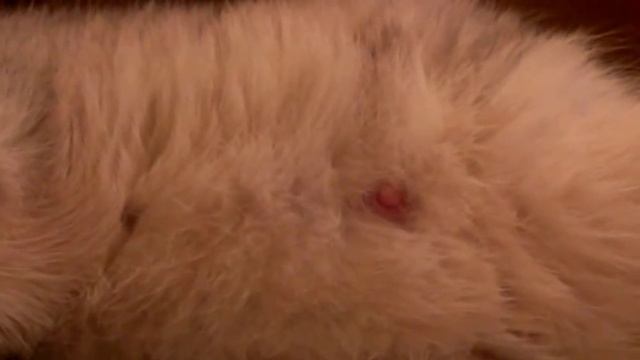 Шевеление котят) Оставалось совсем чуть-чуть) смотреть онлайн