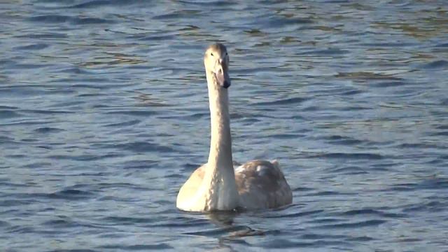 2014.10.14.(09.)_Ch._H.-Transfiguration-in-Gusintsy_Bell-Ringing_Grey swan_043254+- смотреть онлайн