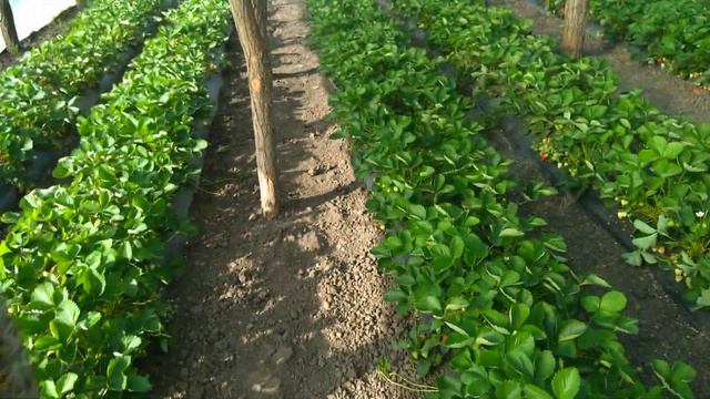 Клери в теплице,затеняющая сетка,кормление,цены на рынке 050523.